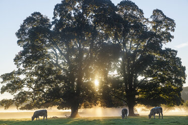 Sunrise over misty landscape with two trees, herd of cows grazing underneath. - MINF08900