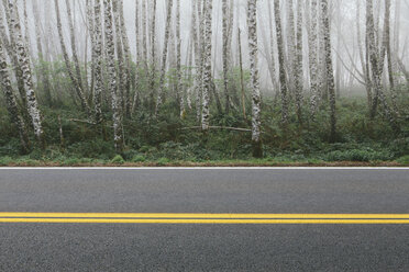 Rural highway through dense woodland, alder trees with slim straight tree trunks. - MINF08918