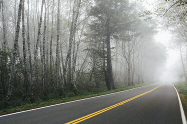 Ländliche Landstraße durch einen Erlenwald in der Ferne, Nebel hängt in den Bäumen. - MINF08919