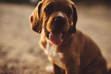 Portrait of a brown puppy sticking out his tongue - ACPF00236
