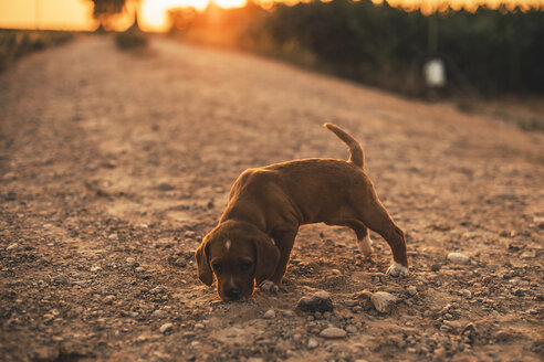 Brown puppy standing on a path smelling something at sunset - ACPF00237