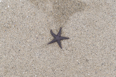 Seestern auf Sand liegend - CHPF00507