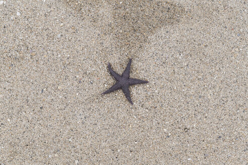 Seestern auf Sand liegend - CHPF00507