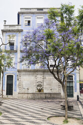 Portugal, Porto, blühender Baum in der Altstadt - CHPF00517