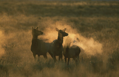 Elk in sunlight, Grand Teton National Park, WY USA. - AURF00613