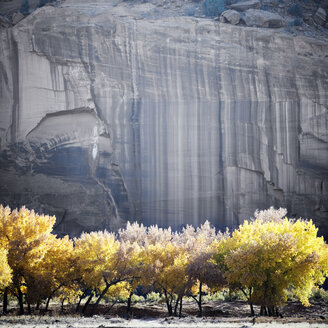 Herbstfärbung der Blätter, Canyon de Chelly National Monument, Arizona. - AURF00620