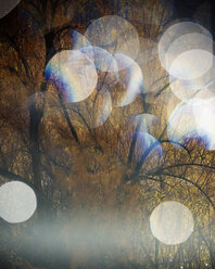 Aperture lens flare with tree in background. Utah. - AURF00811