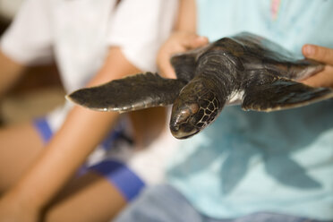 Kleine Echte Karettschildkröte nach ihrer Rettung. - AURF00836