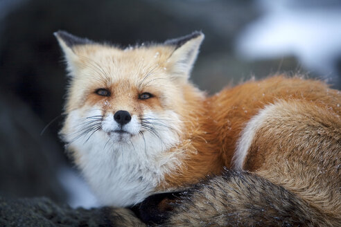 Ein Rotfuchs auf dem Gipfel des Mt. Washington. - AURF00869