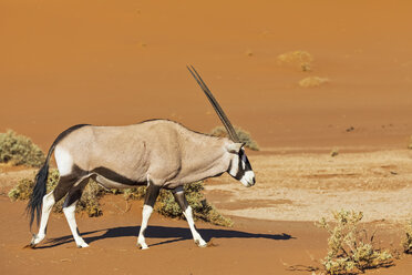 Namibia, Namib-Naukluft-Nationalpark, Gemsbockwanderung, Oryxgazelle - FOF10082
