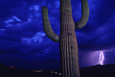 Blitzeinschlag am Horizont in der Nähe eines Kaktus im Saguaro National Park, Arizona. - AURF00885