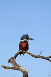 Patagonien, Eisvogel - AURF00994