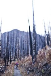 A athletic man mountain biking through a burnt forest in the fall in Montana. - AURF01038