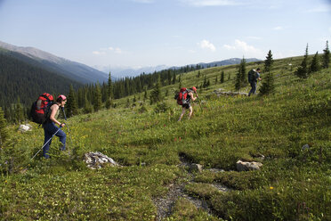 Eine Gruppe von Wanderern in den Purcell Mountains, die durch eine Wildblumenwiese wandern. - AURF01058
