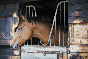 A racing thoroughbred horse with head out of the stable door. - MINF09006