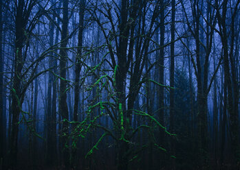 A moss-covered tree in a forest at night. - MINF09027