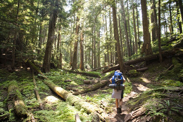 A young woman hikes with a large backpack through the dense forest after climbing a mountain. - AURF01262