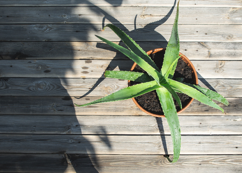 Eingetopfte Aloe vera auf hölzernem Hintergrund, lizenzfreies Stockfoto