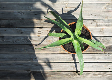 Eingetopfte Aloe vera auf hölzernem Hintergrund - DEGF00955