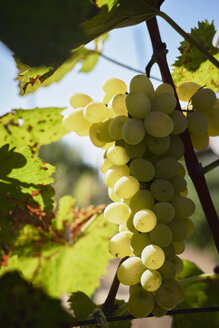 Green grapes on vine stock - BZF00454