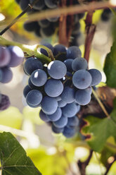 Blaue Weintrauben am Rebstock - BZF00456