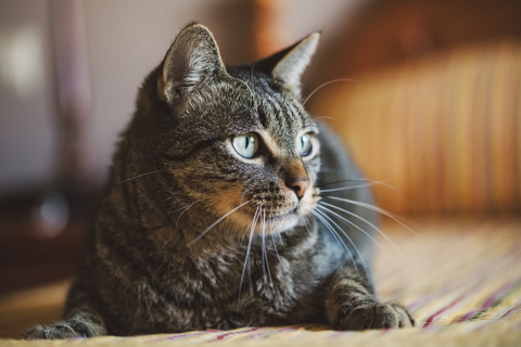 Porträt einer getigerten Katze zu Hause, lizenzfreies Stockfoto