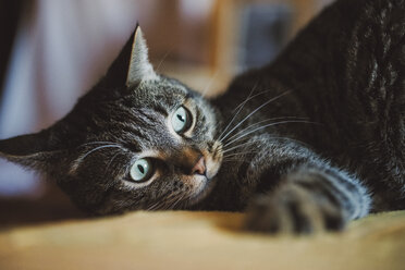 Porträt einer getigerten Katze, die etwas beobachtet - RAEF02116
