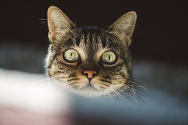 Porträt einer Star-Katze mit grünen Augen - RAEF02117