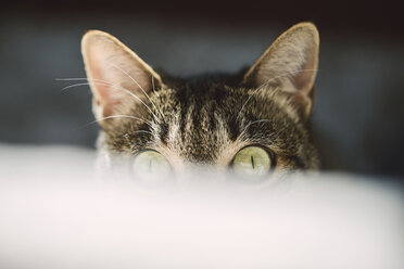 Porträt einer spähenden Katze mit grünen Augen - RAEF02118