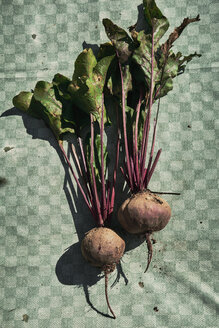 Beetroot on green kitchen towl - BZF00459