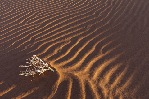 Afrika, Namibia, Namib-Wüste, Naukluft-Nationalpark, toter Busch auf Sanddüne, lizenzfreies Stockfoto