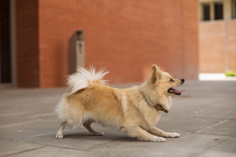 Hund spielt mit herausgestreckter Zunge, lizenzfreies Stockfoto