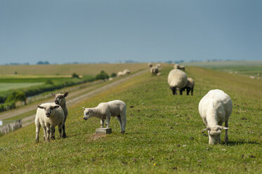Germany, Schleswig-Holstein, Sankt Peter-Ording, sheep on dike - UMF00856
