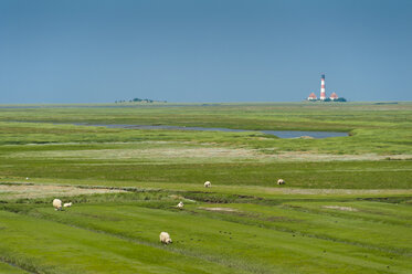 Germany, Schleswig-Holstein, sheep on salt marsh with Westerheversand Lighthouse in background - UMF00857