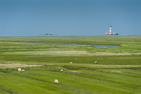 Deutschland, Schleswig-Holstein, Schafe auf Salzwiese mit Leuchtturm Westerheversand im Hintergrund - UMF00857