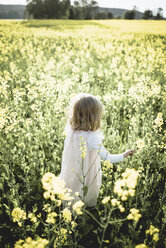 Back view of little girl walking in rape field - PSIF00005