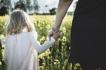 Rückenansicht eines kleinen Mädchens, das mit seiner Mutter Hand in Hand durch ein Rapsfeld läuft - PSIF00013