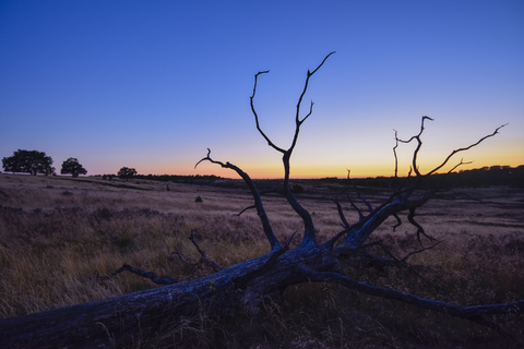 Germany, Lueneburger Heide at sunset stock photo