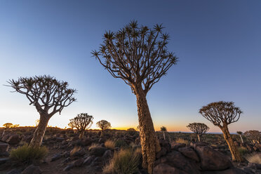 Afrika, Namibia, Keetmanshoop, Köcherbaumwald in der Morgendämmerung - FOF10134