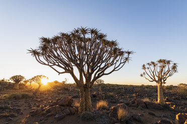 Afrika, Namibia, Keetmanshoop, Köcherbaumwald bei Sonnenaufgang - FOF10135