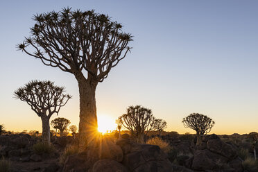 Afrika, Namibia, Keetmanshoop, Köcherbaumwald bei Sonnenaufgang - FOF10136