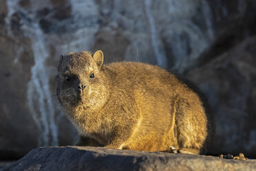 Namibia, Keetmanshoop, Felsenwiesel, Procavia capensis - FOF10138