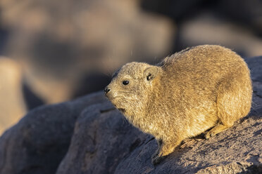 Namibia, Keetmanshoop, Felsenwiesel, Procavia capensis - FOF10139