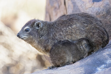 Namibia, Keetmanshoop, Felsendassel, Procavia capensis, Mutter und Jungtier, säugend - FOF10141