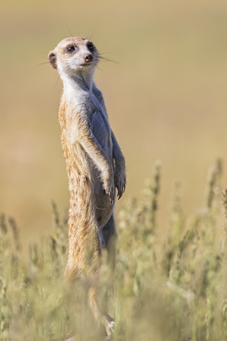 Botswana, Kgalagadi Transfrontier Park, Kalahari, Erdmännchen beobachten, Suricata suricatta, lizenzfreies Stockfoto