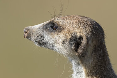 Botswana, Kgalagadi Transfrontier Park, Kalahari, Porträt eines Erdmännchens, Suricata suricatta - FOF10144