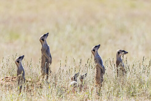 Botswana, Kgalagadi Transfrontier Park, Kalahari, Erdmännchen beobachten, nach oben schauen - FOF10145