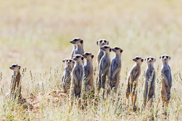 Botswana, Kgalagadi Transfrontier Park, Kalahari, Erdmännchen, Suricata suricatta - FOF10146