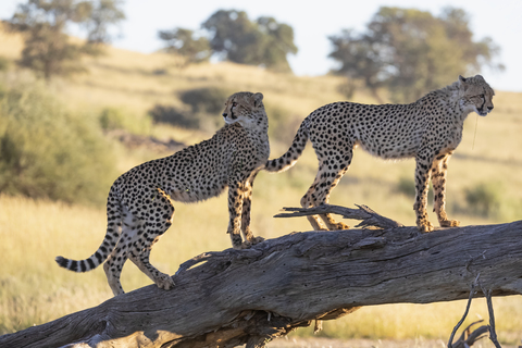 Botswana, Kgalagadi Transfrontier Park, Geparden, Acinonyx Jubatus, lizenzfreies Stockfoto