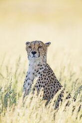 Botswana, Kgalagadi Transfrontier Park, Gepard, Acinonyx Jubatus - FOF10148